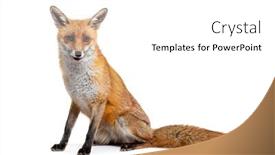  Presentation with 4 years old children and doctor - Slide set with red-fox-two-years-old background and a white colored foreground