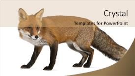  Presentation with fox - Slide set consisting of red fox vulpes vulpes 4 background and a coral colored foreground