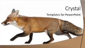  Presentation with fox - Beautiful presentation featuring baby newborn clothes - studio shot from above backdrop and a lemonade colored foreground