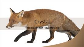  Presentation with fox - Audience pleasing presentation theme consisting of red fox vulpes vulpes 4 backdrop and a coral colored foreground