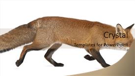  Presentation with meeting red white blue - PPT theme featuring red fox vulpes vulpes 4 background and a coral colored foreground