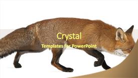  Presentation with red and white rose petals - Slides with red fox vulpes vulpes 4 background and a coral colored foreground