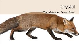  Presentation with fox - Audience pleasing slides consisting of red fox vulpes vulpes 4 backdrop and a coral colored foreground