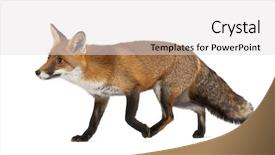  Presentation with fox - Slides enhanced with red fox vulpes vulpes 4 background and a light gray colored foreground