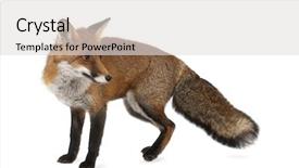  Presentation with fox - Beautiful presentation theme featuring red fox vulpes vulpes 4 backdrop and a light gray colored foreground