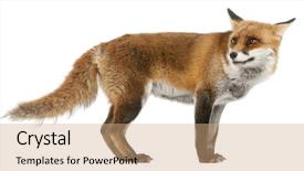  Presentation with red and white - Amazing slides having red fox vulpes vulpes 4 backdrop and a coral colored foreground