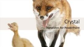  Presentation with fox - Cool new theme with red fox vulpes vulpes 4 backdrop and a soft green colored foreground