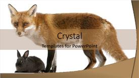  Presentation with meeting red white blue - Theme featuring red fox vulpes vulpes 4 background and a coral colored foreground