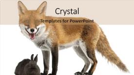  Presentation with fox - Amazing PPT theme having red fox vulpes vulpes 4 backdrop and a coral colored foreground