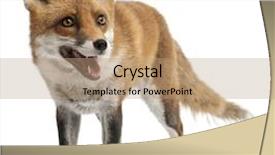  Presentation with fox - Beautiful presentation theme featuring red fox vulpes vulpes 4 backdrop and a  colored foreground