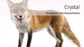  Presentation with fox - PPT theme enhanced with red fox vulpes vulpes 4 background and a white colored foreground