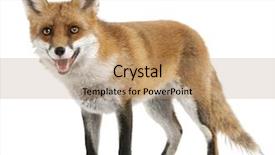  Presentation with fox - Theme featuring red fox vulpes vulpes 4 background and a coral colored foreground