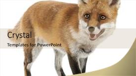  Presentation with fox - Cool new PPT theme with red fox vulpes vulpes 4 backdrop and a coral colored foreground