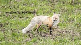  Presentation with fox hunting - Presentation with red-fox-vulpes-vulpes-hunting background and a yellow colored foreground