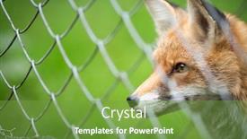  Presentation with fox - Presentation enhanced with red-fox-vulpes-vulpes-injured background and a seafoam green colored foreground