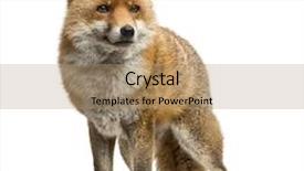 Presentation with fox - Amazing PPT theme having red fox vulpes vulpes standing backdrop and a coral colored foreground