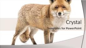  Presentation with fox - Slide set consisting of red fox vulpes vulpes standing background and a coral colored foreground