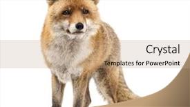  Presentation with fox - Beautiful PPT layouts featuring ship fire fighting - old cannon on the beachmade backdrop and a soft green colored foreground.