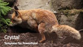  Presentation with fox - Beautiful slide deck featuring red fox vulpes vulpes wild life animal backdrop and a tawny brown colored foreground