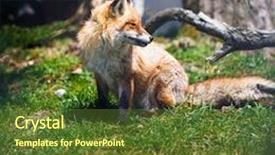  Presentation with fox - Slide deck enhanced with hall of finest jade at summer palace in beijing - china background and a coral colored foreground