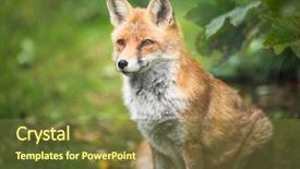  Presentation with red and silver stars - Audience pleasing slides consisting of red fox vulpes vulpes backdrop and a tawny brown colored foreground