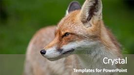  Presentation with fox - Theme featuring red fox vulpes vulpes background and a gray colored foreground