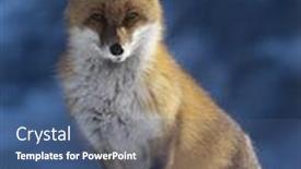  Presentation with fox - Colorful slides enhanced with red fox backdrop and a ocean colored foreground