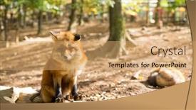  Presentation with fox - Colorful slide set enhanced with red fox backdrop and a coral colored foreground