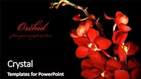 Presentation with orchid - Amazing slides having red fresh orchid flower isolated backdrop and a black colored foreground