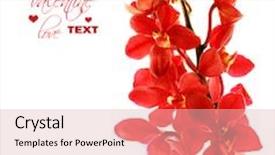  Presentation with orchid - Presentation design consisting of red fresh orchid flower isolated background and a lemonade colored foreground