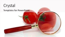  Presentation with tomato ketchup single red - Amazing slide deck having red fresh tomatoes and magnifier backdrop and a white colored foreground