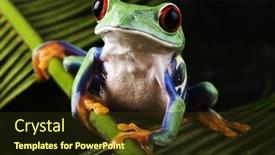  Presentation with frog - 