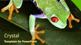  Presentation with frog - 