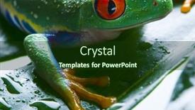  Presentation with frog - 