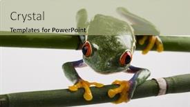  Presentation with frog - 