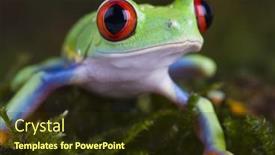  Presentation with frog - 