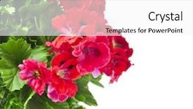  Presentation with geranium - Amazing slide set having little girl in chef hat and apron cooking fried eggs in toy kitchen wooden toys for young children kids play and cook at home or daycare toddler kid playing with stove tableware pans and dishes backdrop and a coral colored foreground.