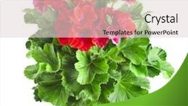  Presentation with geranium - Slide deck with red geranium flower close up background and a lemonade colored foreground