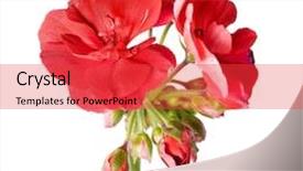  Presentation with geranium - Colorful PPT layouts enhanced with ameriacan squirrel atached backdrop and a gray colored foreground