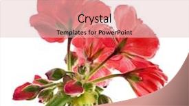  Presentation with geranium - Colorful PPT layouts enhanced with red geranium flower isolated backdrop and a lemonade colored foreground