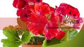  Presentation with geranium - Slide set with biennial - red geranium flower background and a red colored foreground