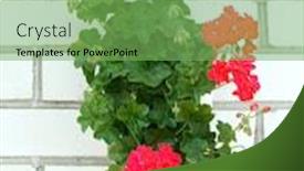  Presentation with geranium - PPT theme featuring red-geranium background and a seafoam green colored foreground