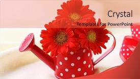  Presentation with red hibiscus rosa sinensis flower - Audience pleasing slides consisting of red gerber flowers in red backdrop and a  colored foreground