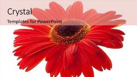  Presentation with gerbera daisy pink flower - Theme enhanced with red gerbera flower closeup isolated background and a coral colored foreground