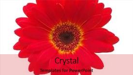  Presentation with red and white industry - PPT layouts with red gerbera flower isolated background and a red colored foreground