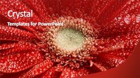  Presentation with water flow in pipe - Colorful presentation enhanced with red gerbera flower with water backdrop and a crimson colored foreground