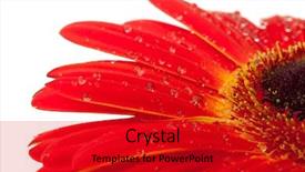  Presentation with water drops - Beautiful theme featuring group of kids 5-7 years old wearing costumes running in the autumn field backdrop and a yellow colored foreground