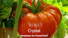  Presentation with tomato plant - Amazing PPT theme having red giant tomato ripening backdrop and a crimson colored foreground