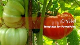  Presentation with tomato - Presentation design with red giant tomato ripening on the branch background and a crimson colored foreground