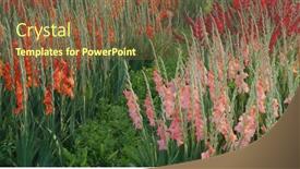  Presentation with sunlight - Beautiful PPT layouts featuring red-gladiolus-flower-farm backdrop and a tawny brown colored foreground